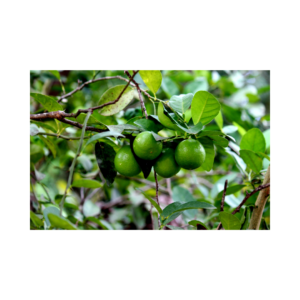 AloGardening Guava Plant