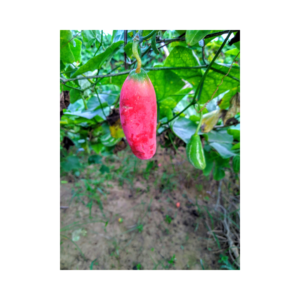naga chili Pepper Plant