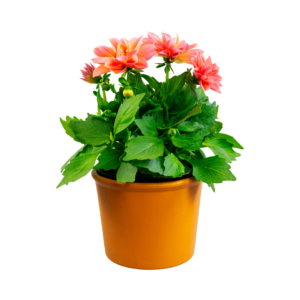PetalPath Hibiscus Gudhal Flower Plant