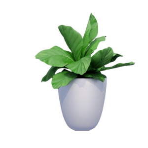 PetalPath Peace Lily Plant