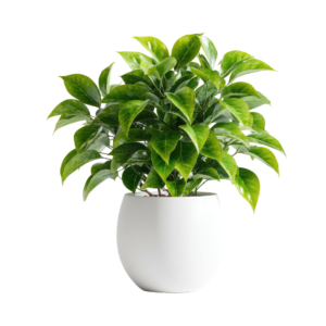 UGAOO Peace Lily Plant