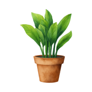 KNursery Brazilian Wood, Lucky Bamboo Plant