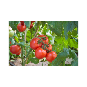 GREENSEA Hybrid Tomato Seed